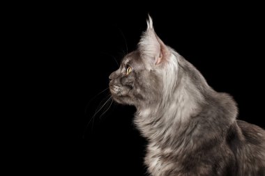 Yakın çekim kafa Maine Coon kedi meraklı izole siyah, profil görünüyor