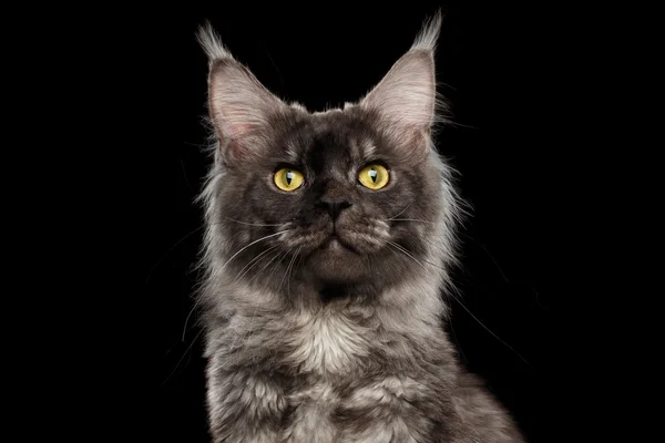 Nahaufnahme Gesicht Maine Coon Katze sieht neugierig isoliert schwarz, Front — Stockfoto