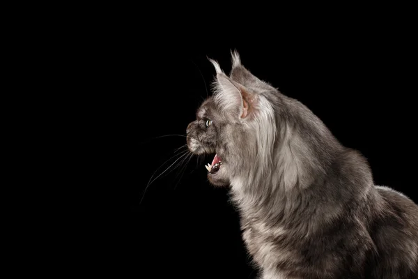Közelkép dühös Meowing Maine Coon macska, nyitott száj elszigetelt fekete — Stock Fotó