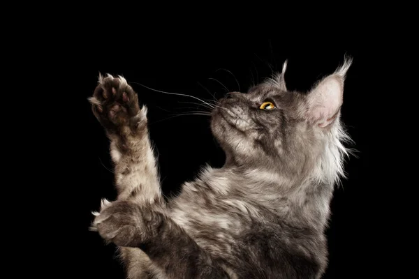 Närbild Maine Coon Cat Raising tassar upp isolerade svart bakgrund — Stockfoto