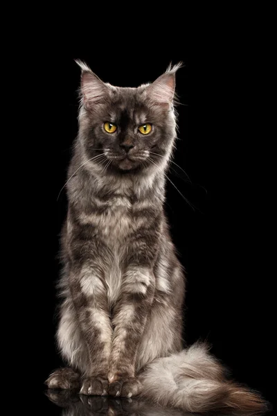 Wütende Maine Coon Katze sitzt isoliert auf schwarzem Hintergrund — Stockfoto