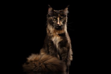Kahverengi Maine Coon kedi oturma ve kızgın görünüyor siyah izole