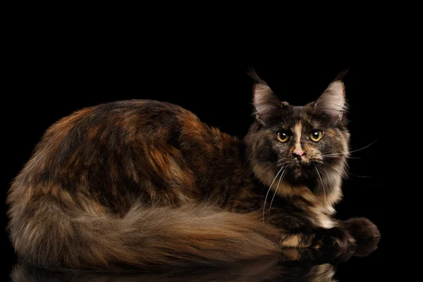 Maine Coon Katzenruhe und Blick in die Kamera isoliert schwarz — Stockfoto