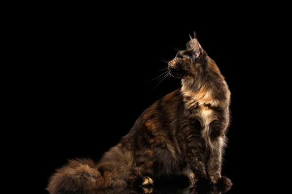 Maine Coon Cat Sitting and Looking Back Isolated Black Background — Stock Photo, Image