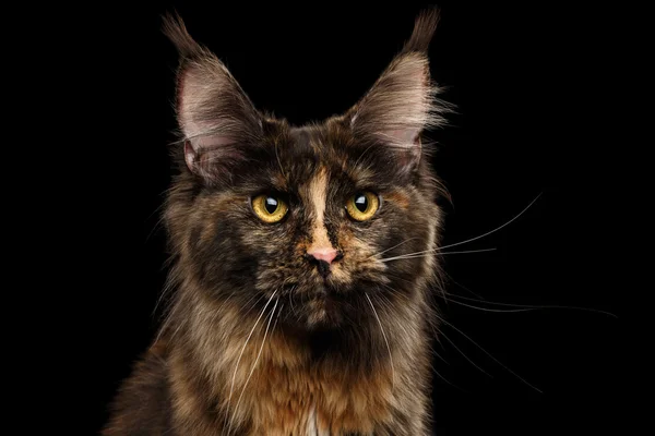 Nahaufnahme Maine Coon Katzenblick sieht isoliert auf schwarzem Hintergrund aus — Stockfoto