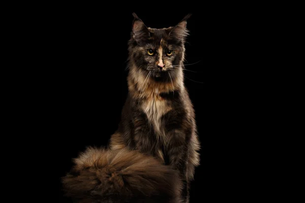 Brown Maine Coon Cat Sitting and Angry Looks Isolated Black — Stock Photo, Image