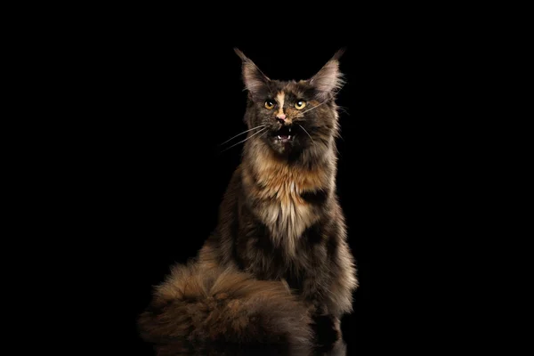 Braune Maine Coon Katze sitzt und miaut isoliert schwarzen Hintergrund — Stockfoto