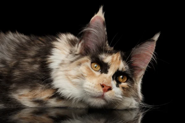 Ruhende Maine Coon Katze liegend mit niedlichem Aussehen, isoliert schwarz — Stockfoto