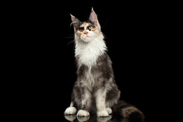 Maine Coon Cat Sitting, Curious Looking in Camera Isolated Black — Stock Photo, Image