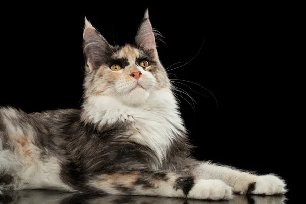 Maine Coon kedi yalan ve meraklı ararken, izole siyah — Stok fotoğraf