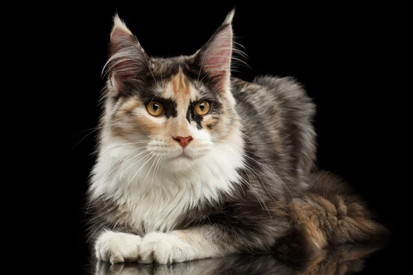 Maine Coon Katze liegend, neugierig in die Kamera blickend, isoliert schwarz — Stockfoto