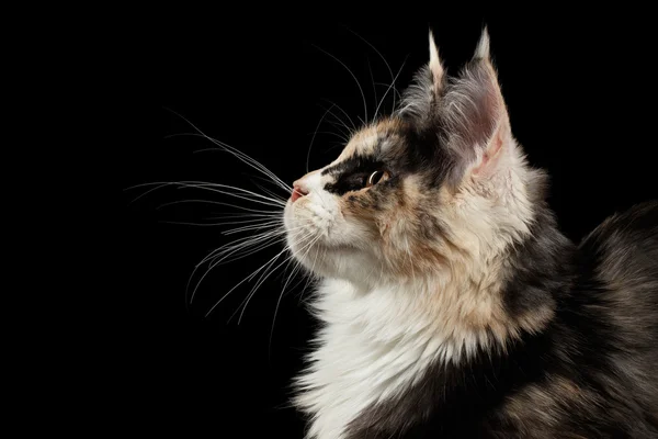 Closeup Maine Coon Cat, Profile view, Looking up, Isolated Black — Stock Photo, Image