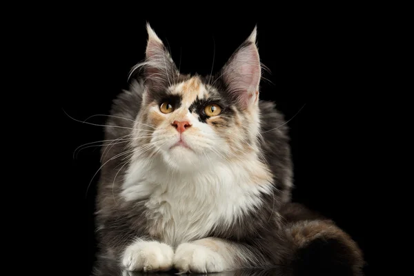 Maine Coon Katze liegend, neugierig aufblickend, isoliert schwarz — Stockfoto