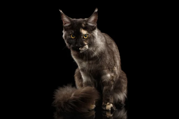 Maine Coon Cat Sitting, Furry Tail, Looks Grumpy Isolated Black — Stock Photo, Image