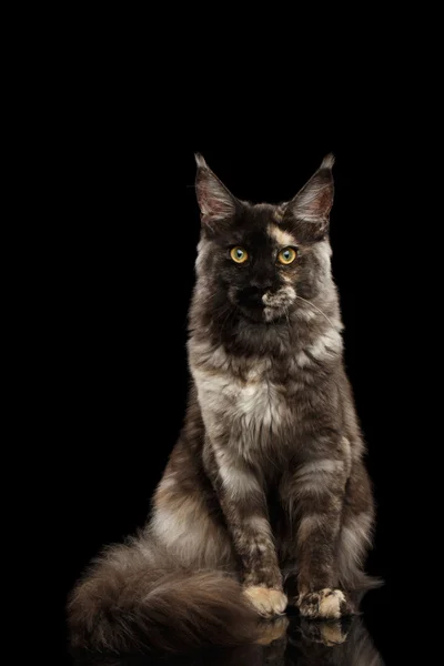 Maine Coon Katze sitzt, schaut in Kamera isoliert schwarzen Hintergrund — Stockfoto