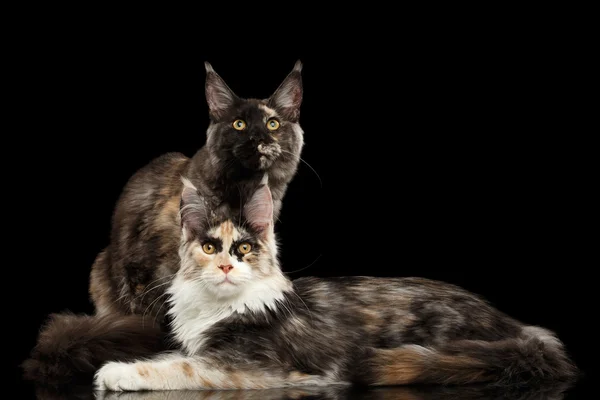 Два Мейн Кун для котів лежачи, дивлячись в камеру, ізольовані чорний — стокове фото