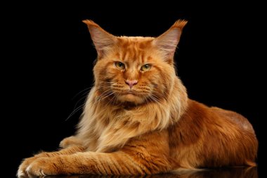Kırmızı Maine Coon kedi yalan, kamera seyir siyah izole