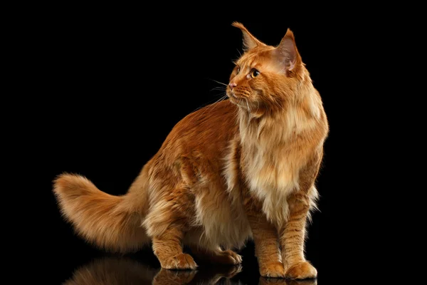 Red Maine Coon Cat with Furry Tail Isolated on Black — Stock Photo, Image