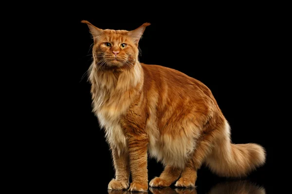 Rote Maine Coon Katze steht und schaut in die Kamera isoliert schwarz — Stockfoto