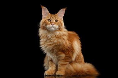 Siyah kırmızı Maine Coon kedi büyük kulakları ile oturan izole