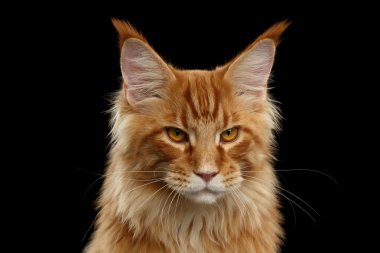 Yakın çekim kızgın kırmızı Maine Coon kedi kamera, izole siyah görünüyor.