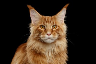 Yakın çekim kırmızı Maine Coon kedi kamera, izole siyah arka plan görünüyor