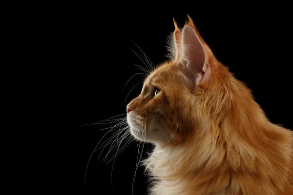 Close-up vermelho Maine Coon gato em vista de perfil, isolado preto — Fotografia de Stock