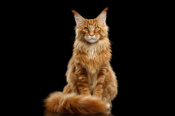 红色的缅因库恩猫坐着毛绒绒的尾巴孤立黑 — 图库照片