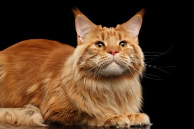 Closeup zencefil Maine kedi Rakun yalan-izole siyah, seyir,