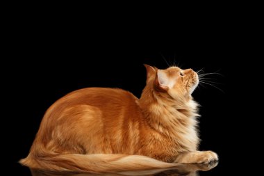 Zencefil Maine Coon kedi Isolated siyah bakılması yalan,