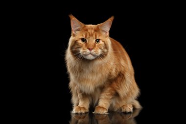 Zencefil Maine Coon kedi Looking kamerada, izole siyah korkuttu