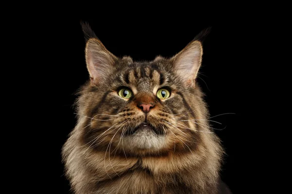Closeup Huge Maine Coon Cat Curious Looks, Isolated Black Background — Stock Photo, Image