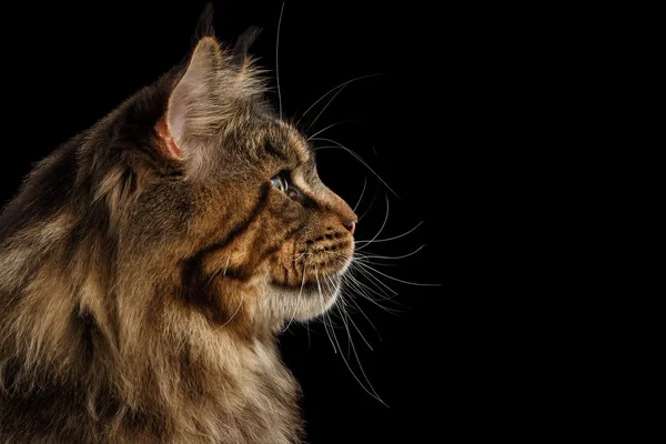 Closeup Huge Maine Coon Cat Profile Looks, Isolated Black Background — Stock Photo, Image