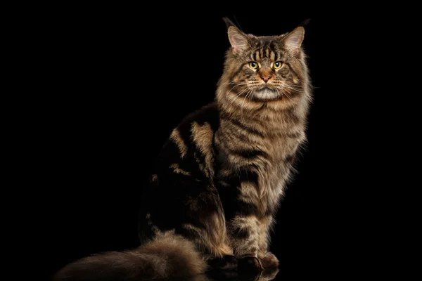 Maine Coon Cat Sitting, Looking in Camera Isolated Black Background — Stock Photo, Image