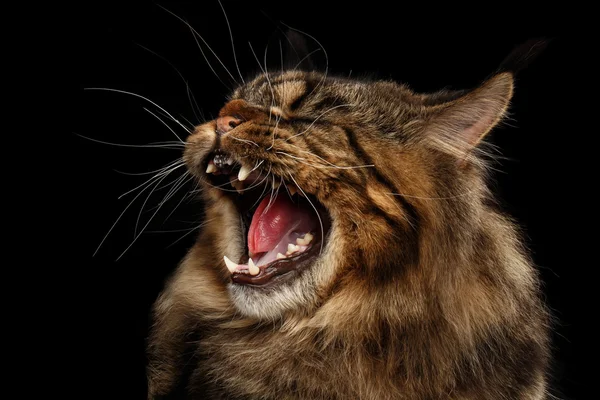 Nahaufnahme wütend maine coon cat zischt isoliert auf schwarzem Hintergrund — Stockfoto