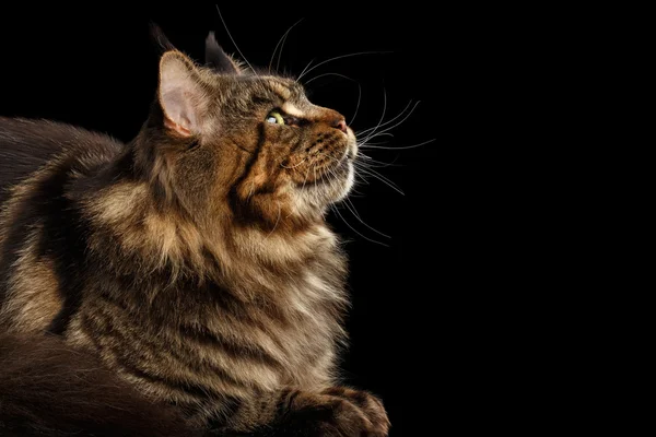 Primo piano Maine Coon Cat mentire, Guardando Isolato sfondo nero — Foto Stock