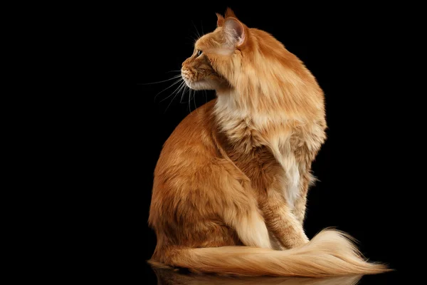 Jengibre Maine Coon gato sentado, curioso mirando hacia atrás, aislado negro — Foto de Stock