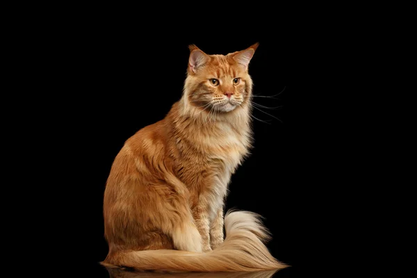 Ginger Maine Coon Cat with Furry Tail Sitting Isolated Black — Stock Photo, Image