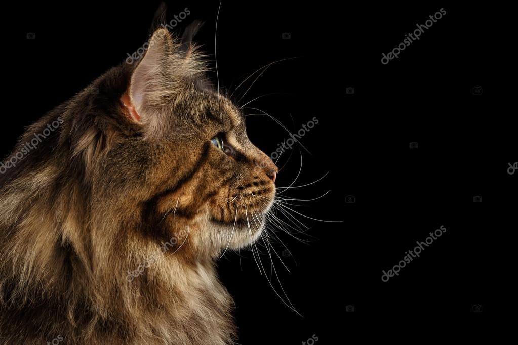 Closeup Riesige Maine Coon Katze Profil Aussieht Isolierte