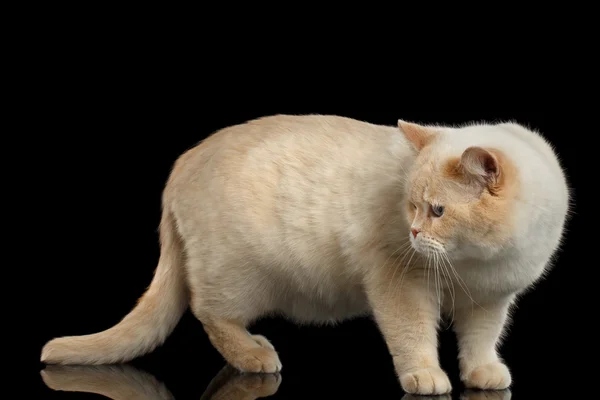Χρώμα-point βρετανικό Shorthair γάτα στέκεται και κοιτάζοντας πίσω, απομονωμένες φόντο — Φωτογραφία Αρχείου
