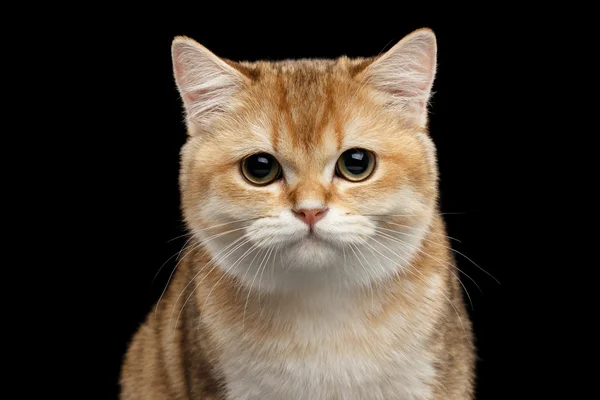 Yakın çekim İngiliz altın Chinchilla kamerada, seyir izole siyah kedi. — Stok fotoğraf