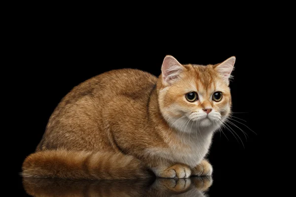 Lindo gato británico oro chinchilla mintiendo, tristemente se ve, aislado negro —  Fotos de Stock