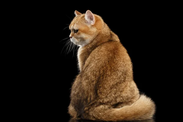 脂肪的英国猫咪坐在后面，脾气暴躁的孤立的黑色金钦奇利亚 — 图库照片