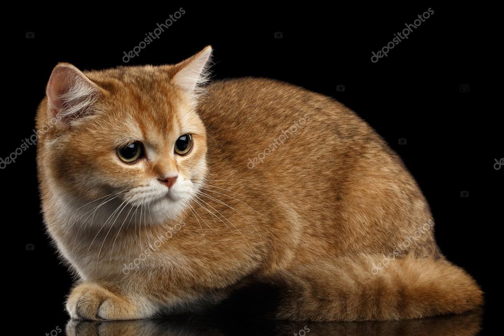 Cute British Cat Gold Chinchilla Lying Sadly Looks Isolated Black Stock Photo Image By C Seregraf Cute British Cat Gold Chinchilla Lying Sadly Looks Isolated Black Stock Photo Image By C Seregraf