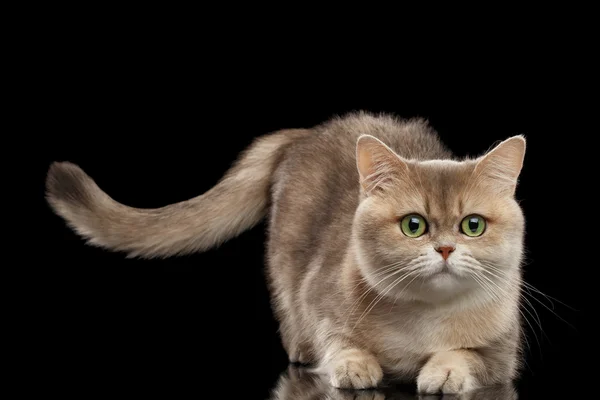 Pelzige britische Katze Gold Chinchilla liegend, aufziehend Schwanz, isoliert schwarz — Stockfoto