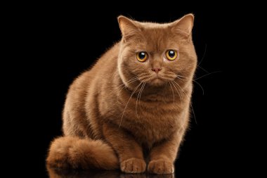 İngiliz kedi tarçın renkli oturma, meraklı görünüyor, izole siyah arka plan