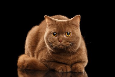İngiliz kedi tarçın Lying, meraklı görünüyor, izole siyah arka plan rengi