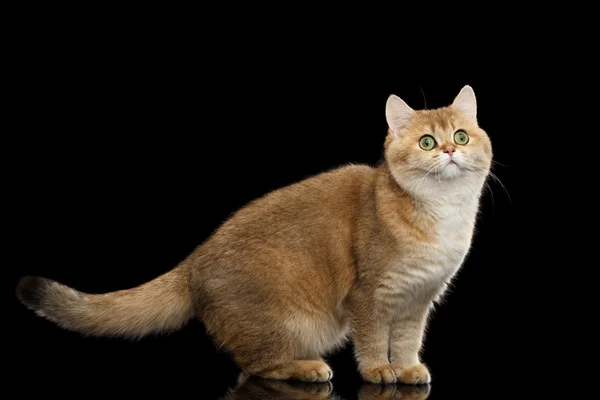 Śmieszne Kot brytyjski złoty szynszyli stojący i ciekawy wygląd, na białym tle czarny — Zdjęcie stockowe