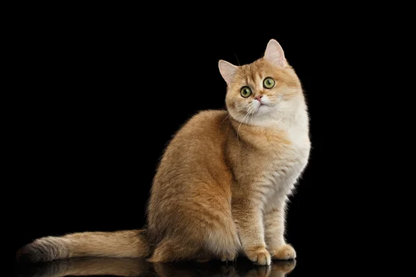 Cute British Cat Gold Chinchilla Sitting, Curious Looks Isolated Black Background — Stock Photo, Image