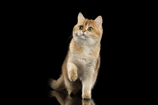 Γούνινο βρετανική γάτα χρυσό τσιντσιλά στέκεται και αύξηση της πόδι, απομονωμένη μαύρο — Φωτογραφία Αρχείου